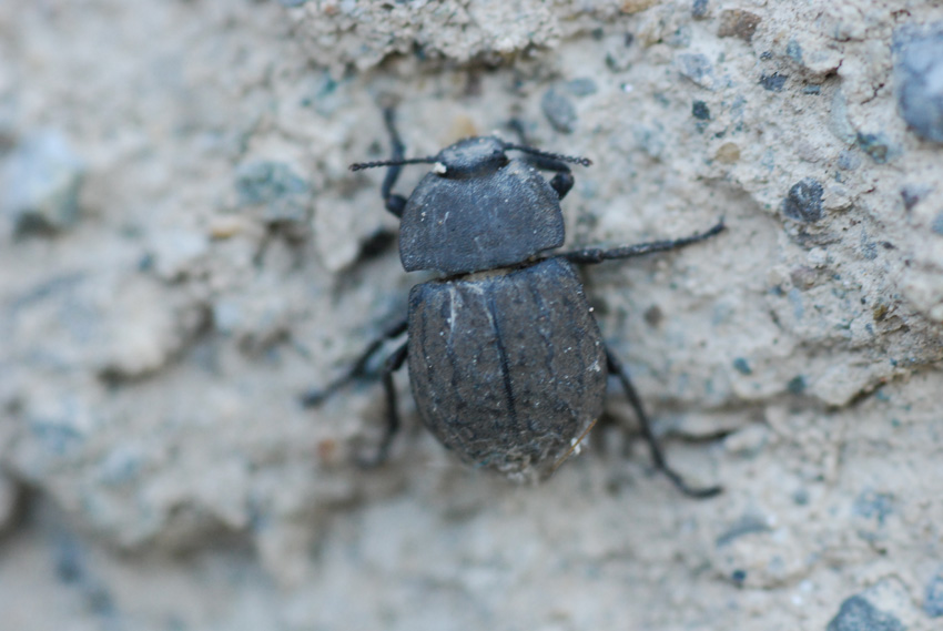 Coleottero da identificare: Asida sabulosa